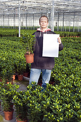 Image showing Blank sign in a glasshouse