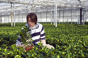 Image showing Examining potted plants