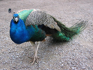 Image showing A proud peacock