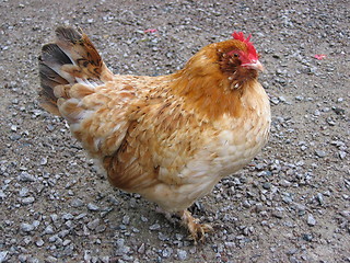 Image showing Hen