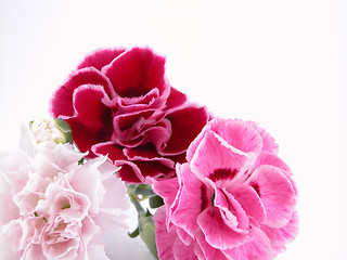Image showing colorful carnations
