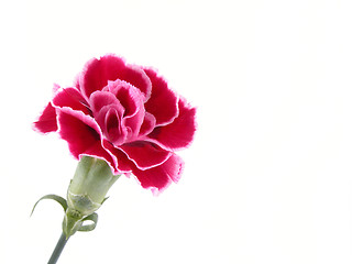 Image showing carnation