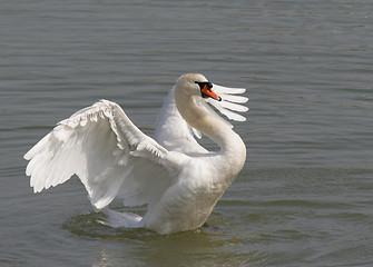 Image showing Swan