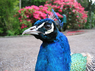 Image showing Male peacock head