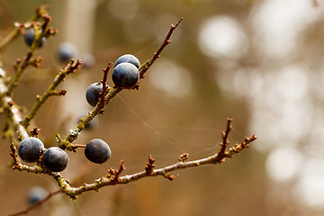 Image showing Autumn background with blackthorn with very shallow focus 