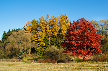 Image showing Autumn lanscape colour trees and meadow