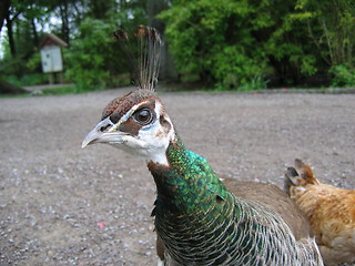 Image showing Female peacock