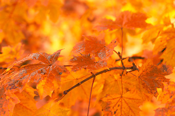 Image showing Orange autumn leaves background with very shallow focus 