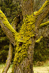 Image showing Bright Green Moss (bryophytes) on tree trunks