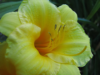 Image showing Yellow Flower