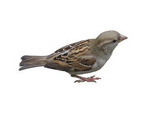 Image showing Isolated sparrow