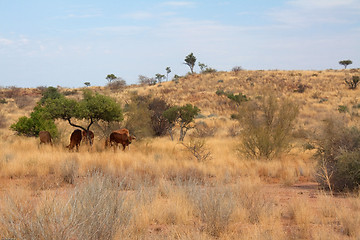 Image showing Landscape in Namibia