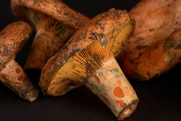 Image showing Red pine mushroom