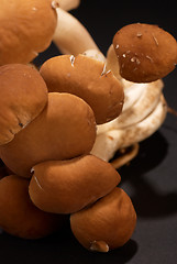 Image showing Black poplar mushroom