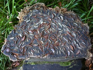 Image showing tree stump with coins wedged in it