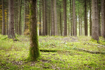 Image showing autumn forest