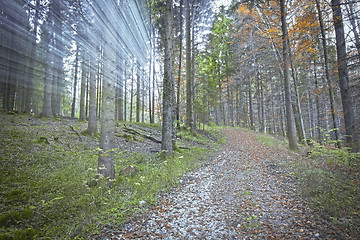 Image showing autumn forest