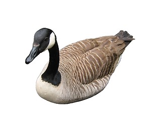 Image showing An isolated goose