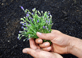 Image showing Lavender bouquet