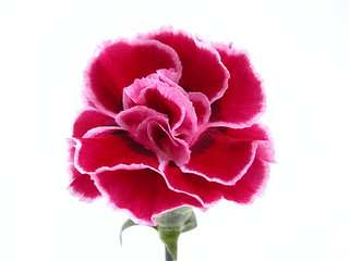 Image showing carnation