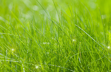 Image showing Clear green grass