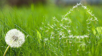 Image showing Flying dandelions seed form house