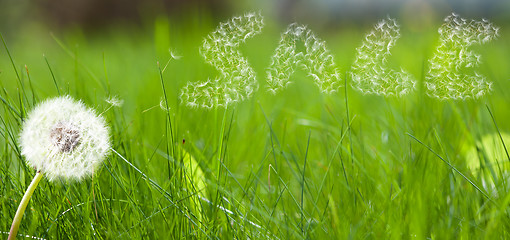 Image showing Dandelion seed in form a sale sign