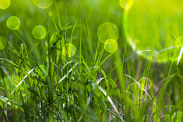 Image showing Fairy tale green grass