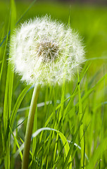 Image showing Dandelion in spring green grass