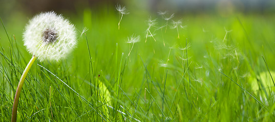 Image showing Beautiful white dandelion on a lawn