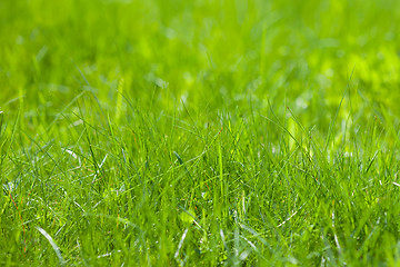 Image showing light green spring grass