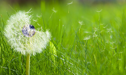 Image showing Dandelion with an earth core