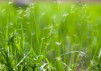 Image showing grass with flying dandelion seeds