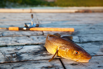 Image showing Fresh Cod Fish
