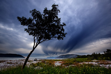 Image showing Tree Silhouette