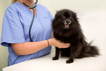 Image showing Dog Check Up at Vet