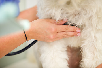 Image showing Dog Heart Rate