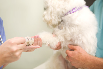 Image showing Blood Test Dog