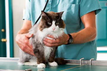 Image showing Cat Check-Up