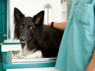 Image showing Large Dog at Vet Clinic