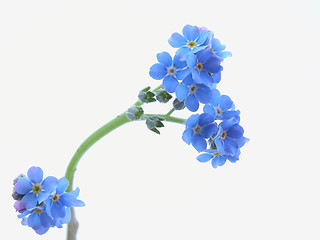 Image showing forget-me-not