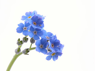 Image showing forget-me-nots