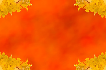 Image showing Autumn maple leaves empty frame with space for text