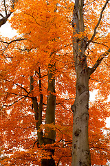 Image showing autumn tree orange scenery in park