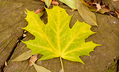 Image showing maple leaves on stump