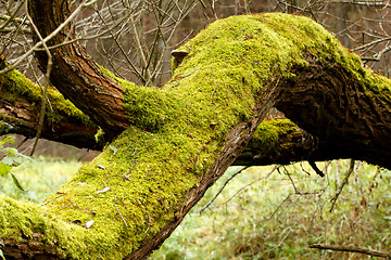 Image showing Bright Green Moss (bryophytes) on tree trunks