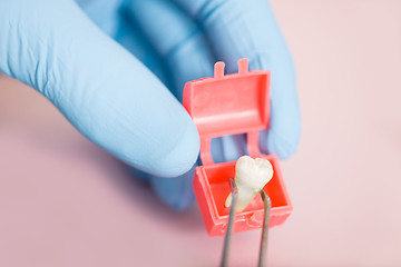 Image showing Tooth
