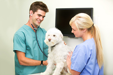 Image showing Vet Check-Up