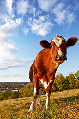 Image showing Funny Cow