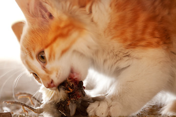 Image showing Cat Eating Bird